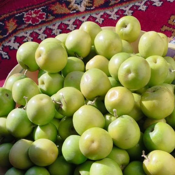 کنار هندی سیبی 